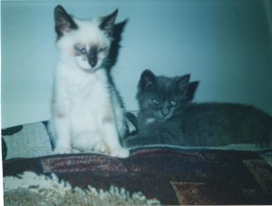 ditchkitties